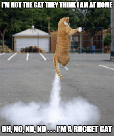 Rocket cat Rocket Labs reusable rocket meme