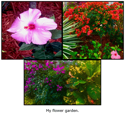 flower-portfolio