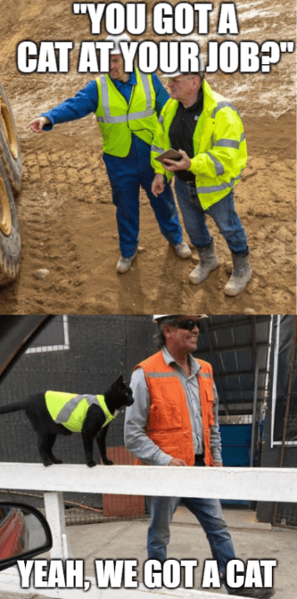 Got a cat at your job Caterpillar meme