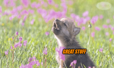 Financial media tech little howling wolf meme