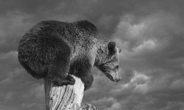The Bear Market Bottom Signal