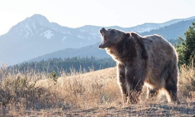 39 Years Later, the Bond Bear Market Strikes Back