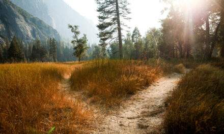 Short-Term Trading: A Moneymaking Path Few Dare to Tread