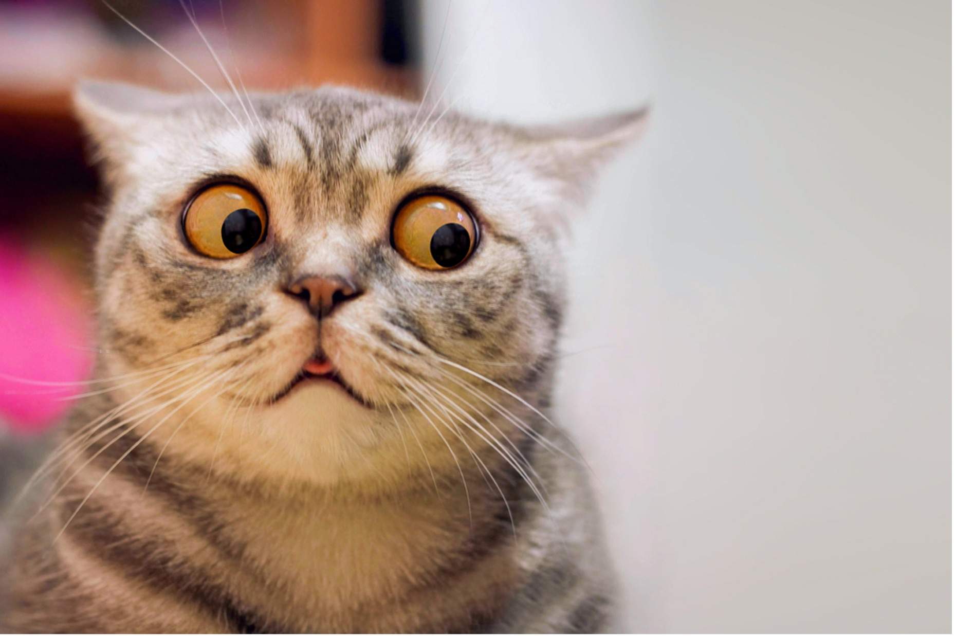 Skinning the value cat