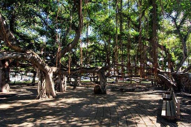 Banyan Tree