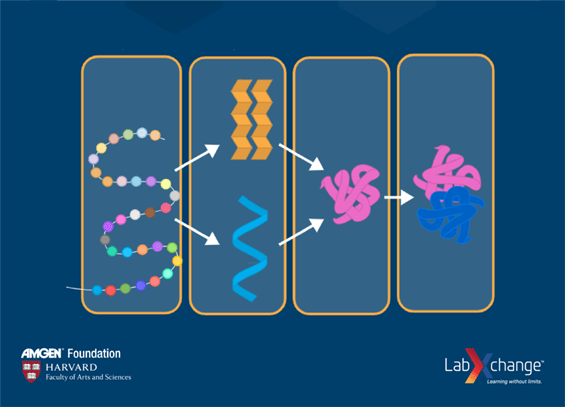 Protein chain