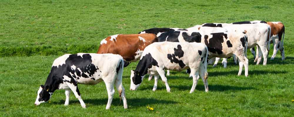 The two-year recovery in agriculture stocks followed in lock step with the recovery of the beef industry. More cows mean more feed. That drives demand up for corn, soy and other grains.