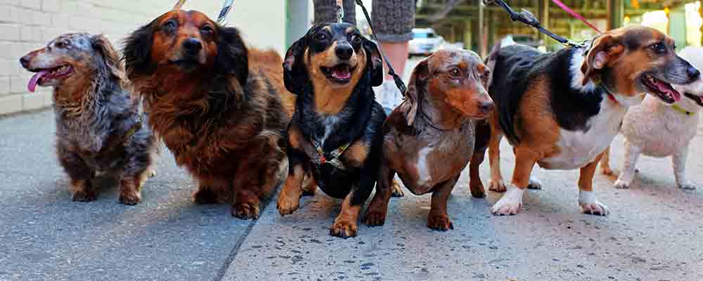 We are at a point in the market right now where the Dogs of the Dow will outperform over the next year as they go on their comeback rally.