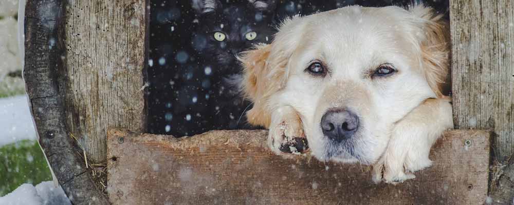 With fall in the air, hedge funds have winter on their minds. Low natural gas stores are shaping up to be one of their biggest holiday bets.