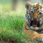 The so-called Tiger Cubs manage many of the world’s top hedge funds. And you can make a lot of money investing with people who know what they’re doing.