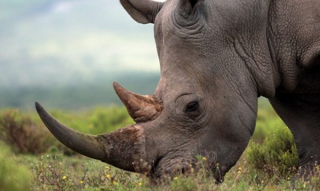 China Faces a Gray-Rhino Event