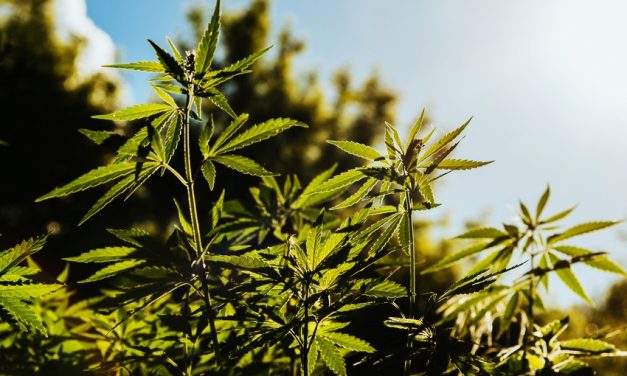 Big Opportunities in Hemp — a $1.65 Billion Industry