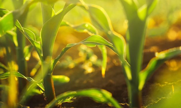 As the Trade War Thaws, Now Is the Time to Buy Agriculture Stocks