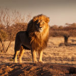 Ten years from now, everyone will be talking about “African Lions.” And I don’t mean the legendary king of the jungle.