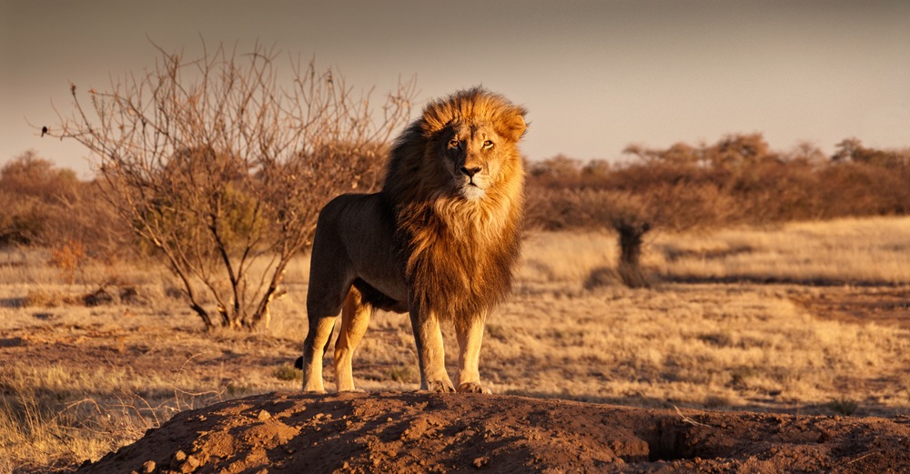 Ten years from now, everyone will be talking about “African Lions.” And I don’t mean the legendary king of the jungle.