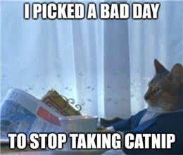 catnip meme