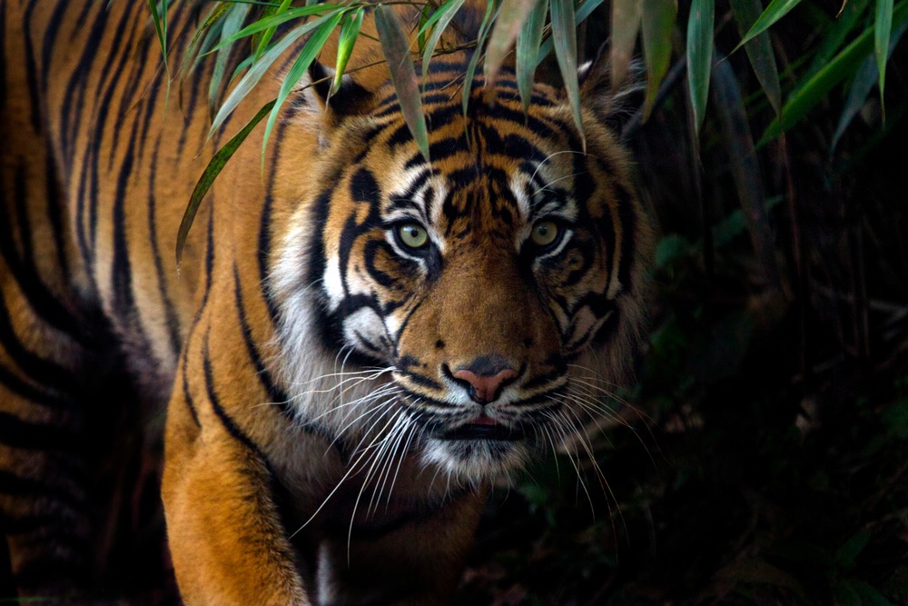 Tiger Direct and Facebook stock