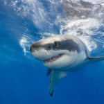 For investors, it feels like swimming in shark-infested waters. But when these signs come together, it will be safer to get back in the water.