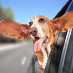 Here’s why the Fed’s new policy make small caps the ideal investment right now.