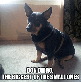 Don Diego the biggest of the small ones meme