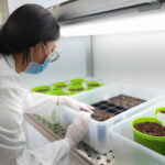 CRISPR technology cannabis boost