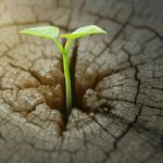 renewables ways to profit