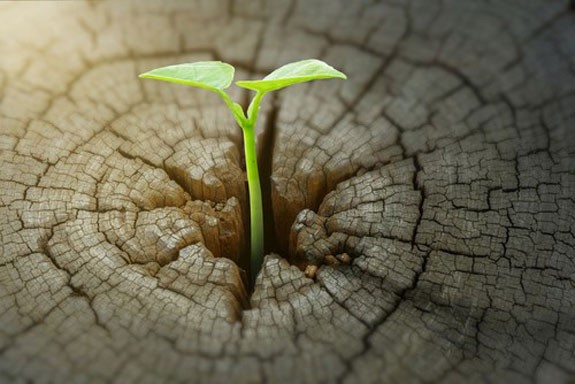 renewables ways to profit