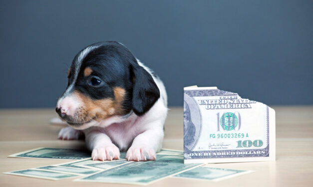 If the Market Won’t Behave … TRADE!