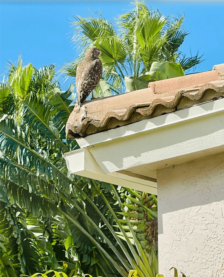 hawk on roof