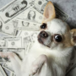 alpha dog of the dow