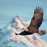 Buy Low, Yield High With This 40% Dividend