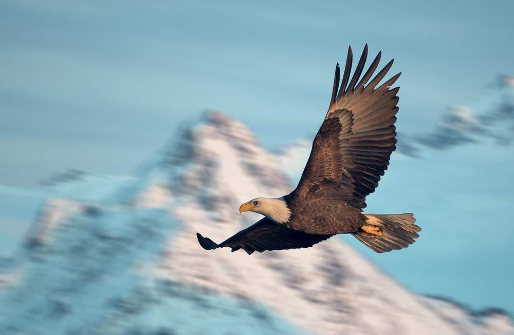 Buy Low, Yield High With This 40% Dividend