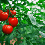 $50 tomato Grandpa Louie investing lesson