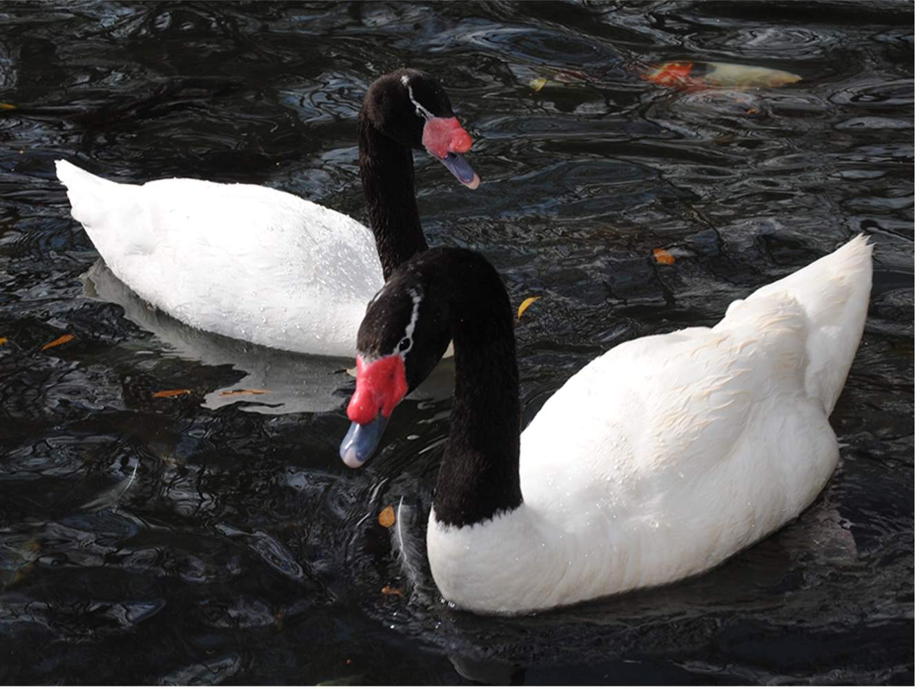 What is a black-necked swan in the finance industry?