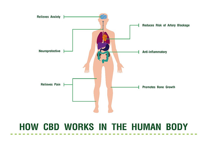 how cbd works graph